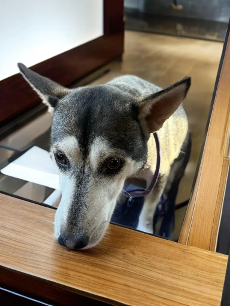 A young medium-sized female Siberian Husky dog named Winifred for adoption in Sumter, SC