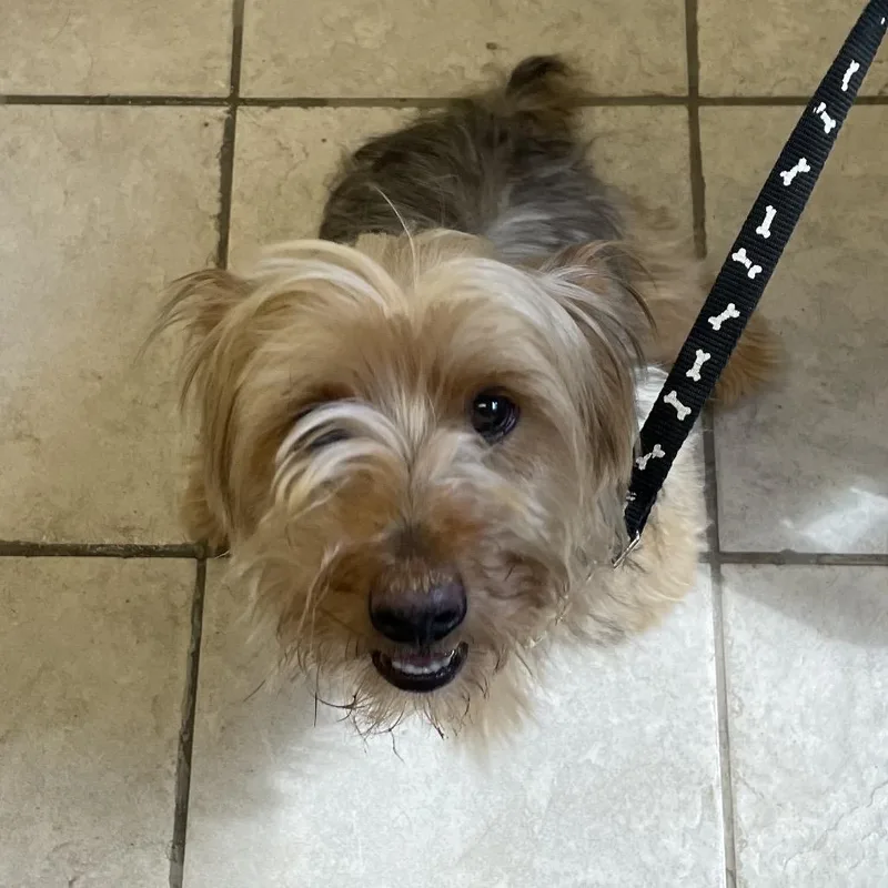 An adult small-sized male Brown / Chocolate Mixed Breed dog named Mickey for adoption in Columbus, GA