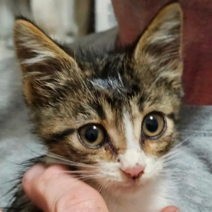 A baby small-sized male Brown / Chocolate Domestic Short Hair cat named Oliver Twist for adoption in League City, TX