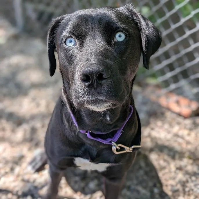 Bella