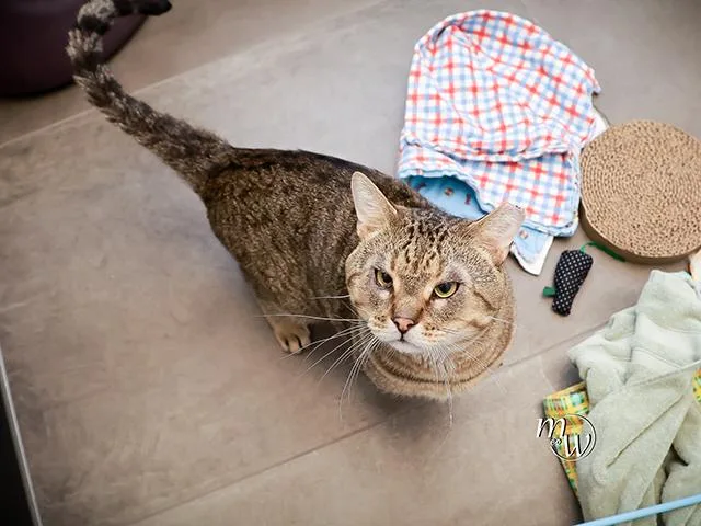 Ham