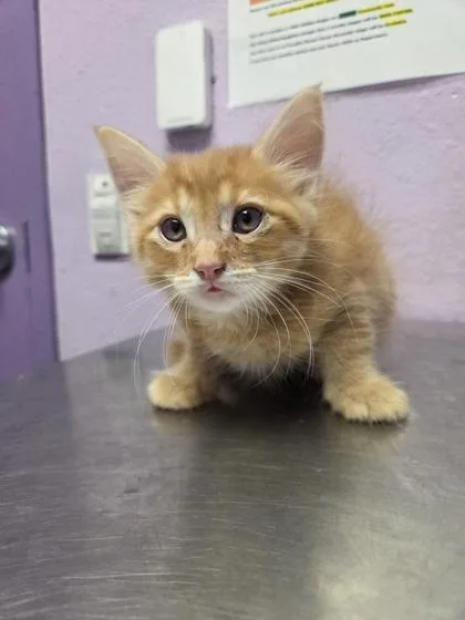 A baby small-sized male Orange / Red Domestic Short Hair cat named 61072901 for adoption in El Paso, TX