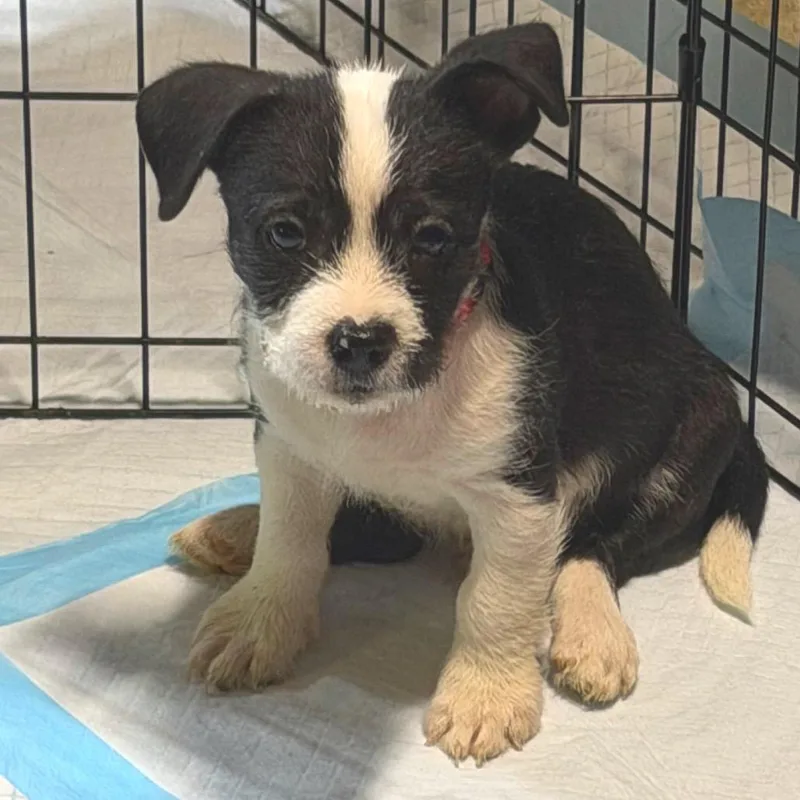 A baby small-sized male White / Cream American Staffordshire Terrier dog named Cajun Cowboy for adoption in Rockville, MD