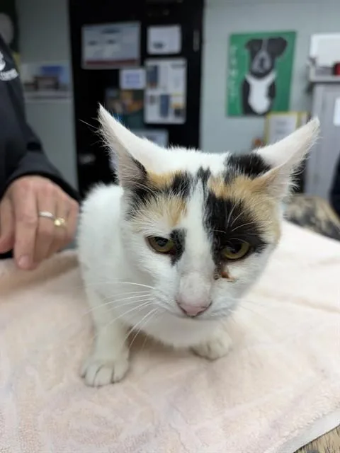 A young medium-sized female Domestic Short Hair cat named Eleni for adoption in Chester, SC