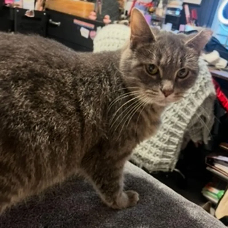 Whiskers thumbnail 2