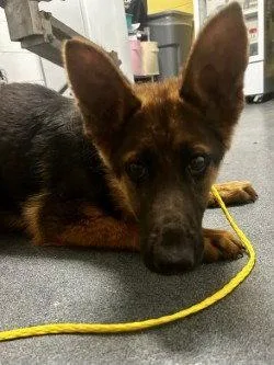 A young medium-sized male German Shepherd Dog dog named DA  Charlie for adoption in Glen Allen, VA