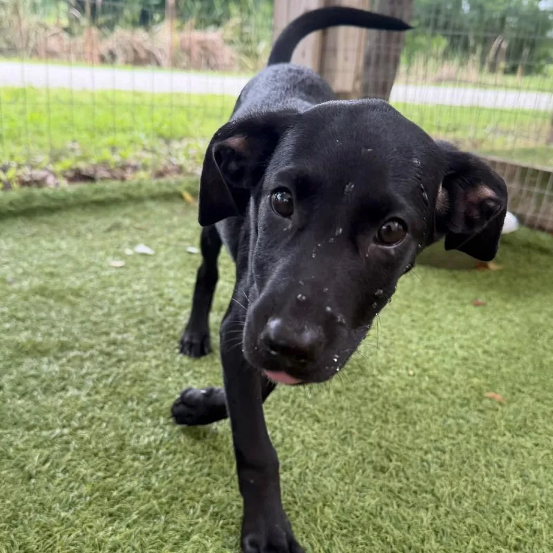 A baby medium-sized female Black Mixed Breed dog named Vlad for adoption in LOXAHATCHEE, FL