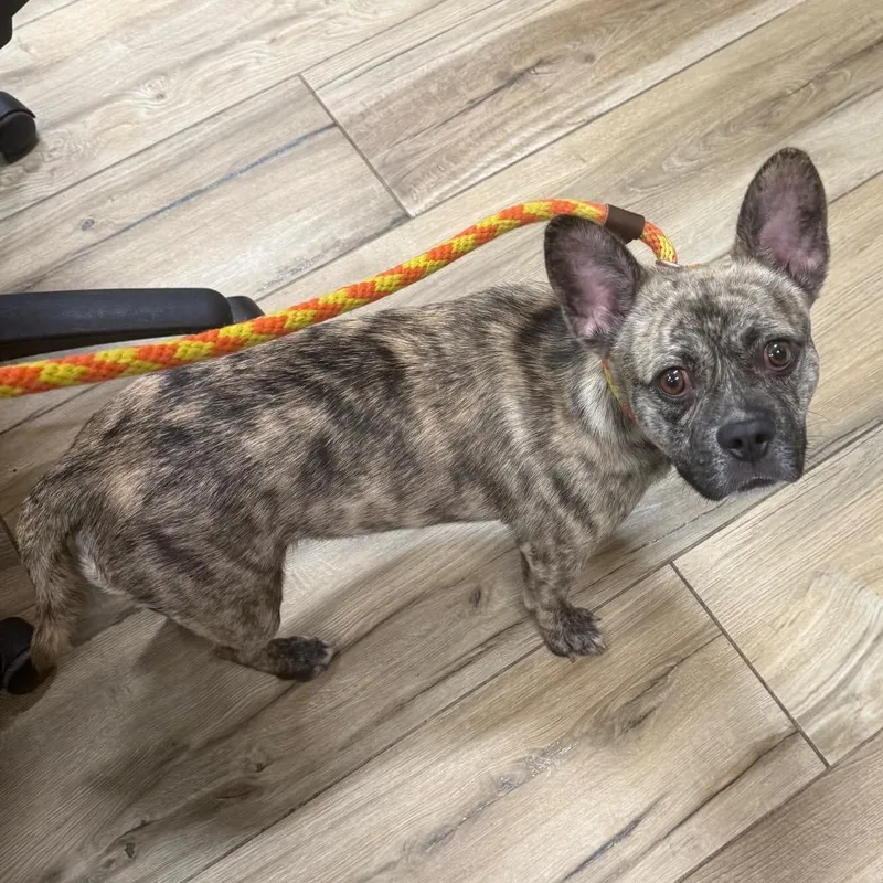 An adult medium-sized male Gray / Blue / Silver English Bulldog dog named Corduroy for adoption in Newark, NJ