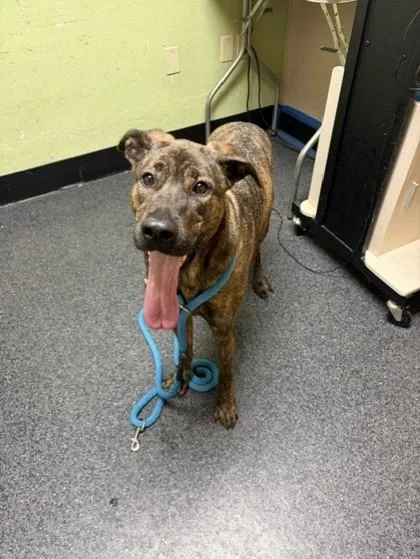 An adult large-sized female Hound dog named Champurrado for adoption in Roseville, CA