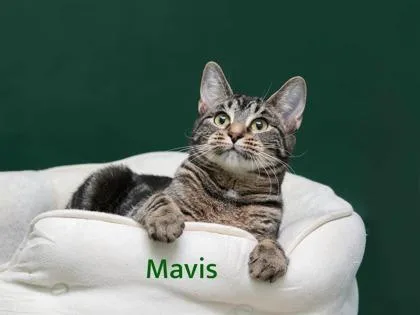 Mavis