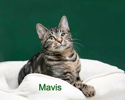 Mavis thumbnail 2