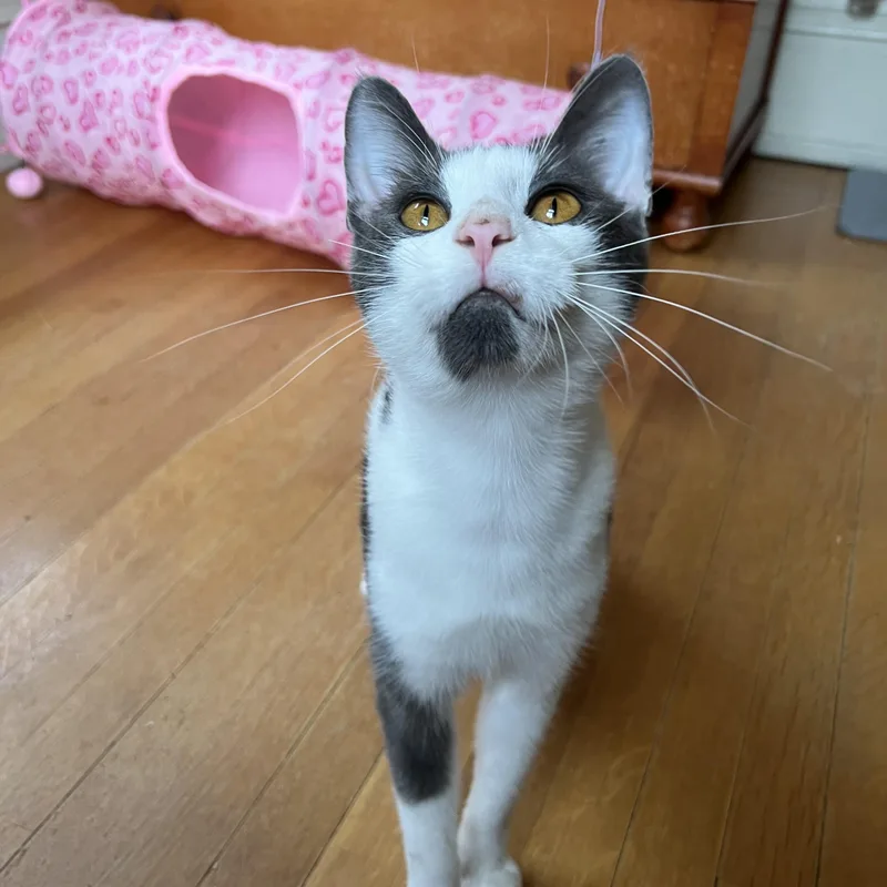 An adult medium-sized male Domestic Short Hair cat named Kirby for adoption in Honeoye, NY