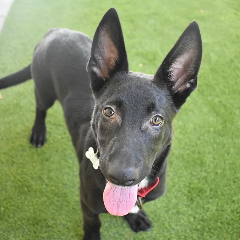 A baby medium-sized male Belgian Shepherd / Malinois dog named Orion for adoption in Saint Petersburg, FL