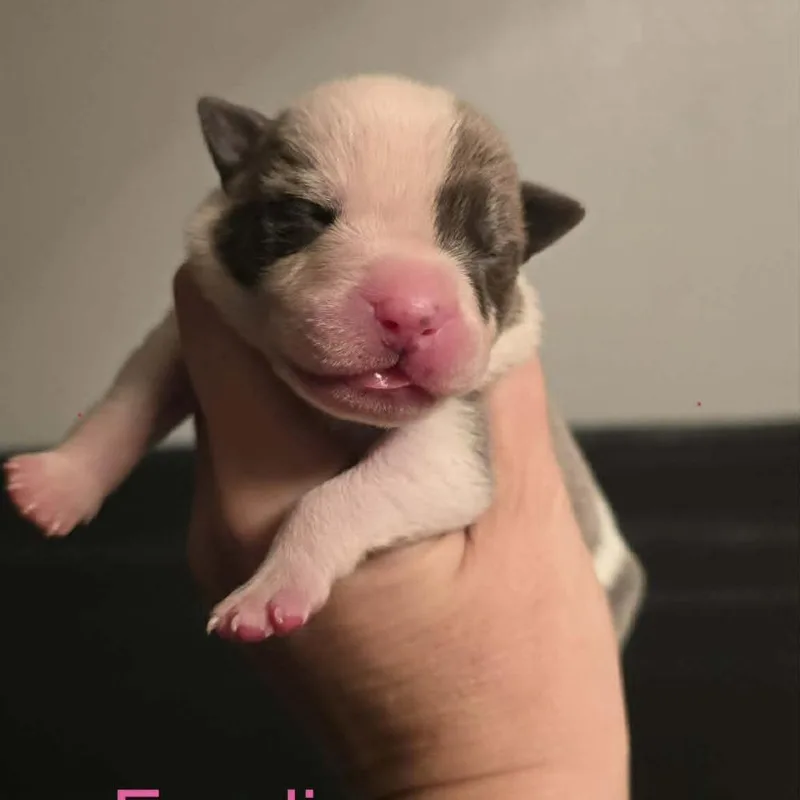 A baby medium-sized female White / Cream Pit Bull Terrier dog named Fendi for adoption in Olathe, KS
