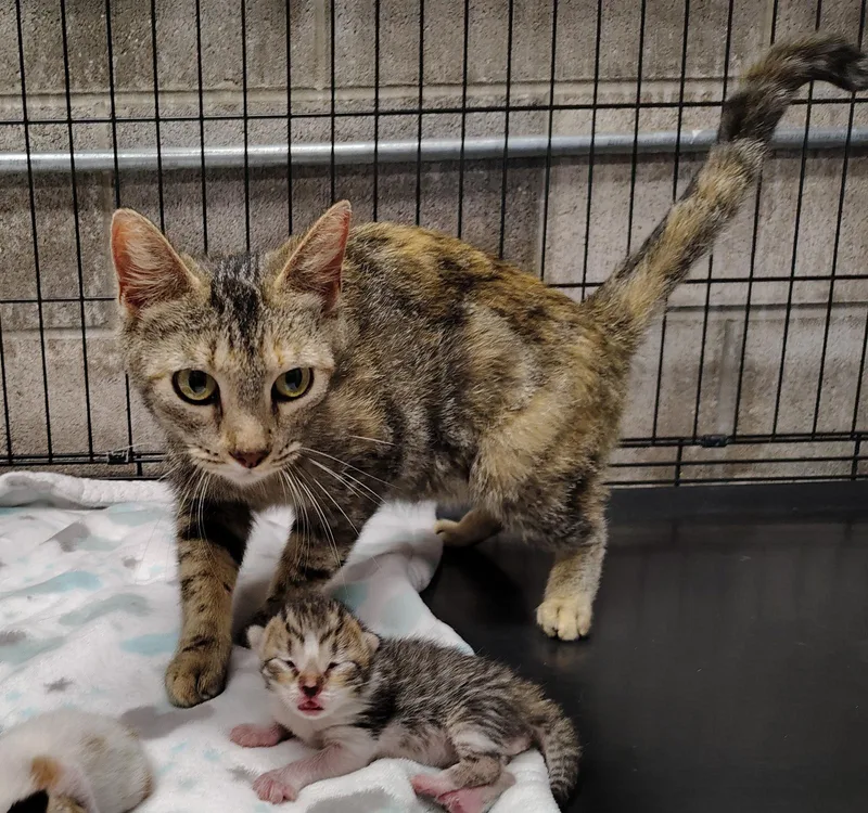 An adult medium-sized female Domestic Short Hair cat named Mama Bean for adoption in Dripping Springs, TX