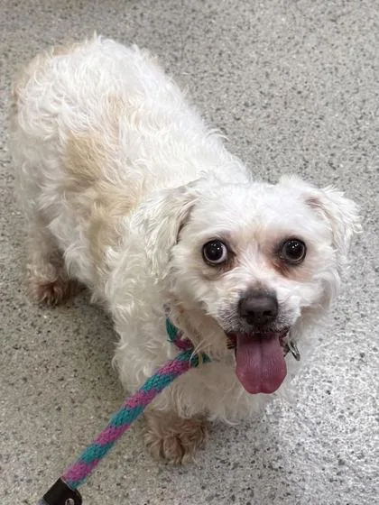 An adult small-sized female Maltese dog named Blondee for adoption in Fishers, IN