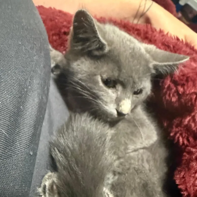 A baby small-sized male Black Domestic Short Hair cat named McSpicy for adoption in Ringtown, PA