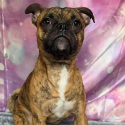 Taz