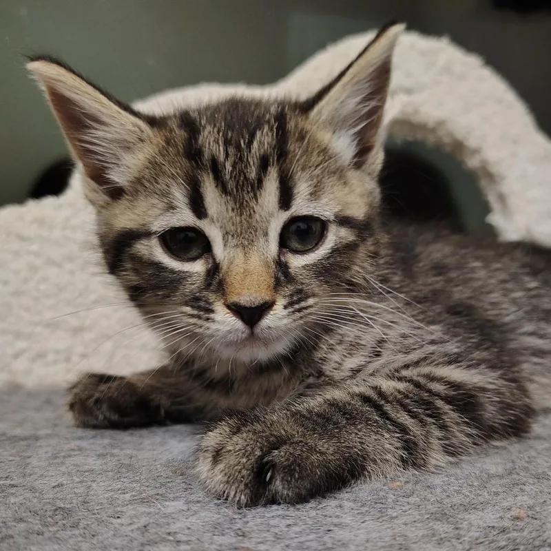 A baby small-sized male Domestic Short Hair cat named Elm for adoption in Cumming, GA