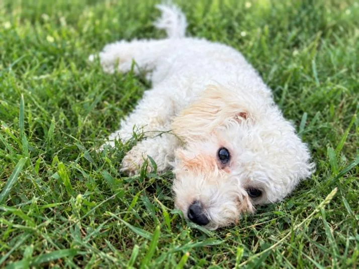 A baby small-sized male Goldendoodle dog named Casper for adoption in Bridgeton, MO