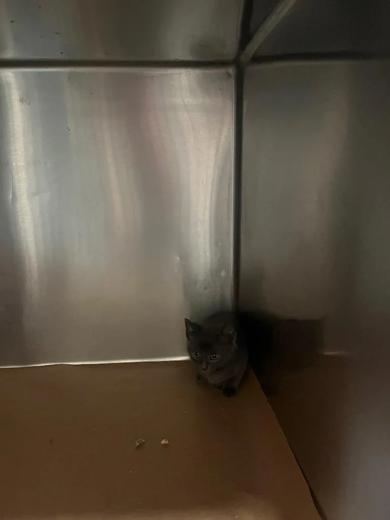 A baby large-sized male Domestic Short Hair cat named Angelica for adoption in Cartersville , GA