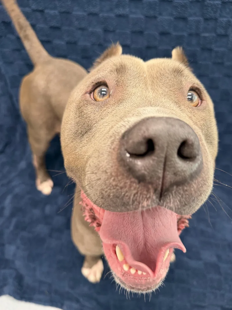 An adult large-sized male Gray / Blue / Silver Pit Bull Terrier dog named Marty Tag for adoption in Central Islip, NY