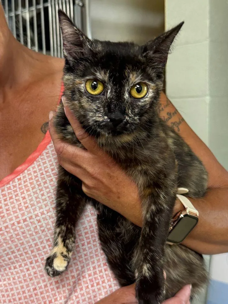 A young small-sized female Domestic Short Hair cat named Kandi for adoption in Staley, NC