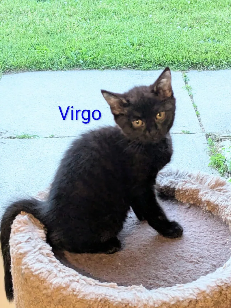Virgo thumbnail 3