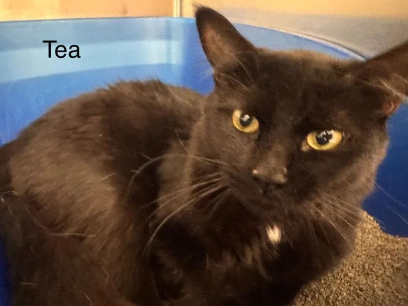 A young small-sized male Black Domestic Short Hair cat named T for adoption in Saint George, UT