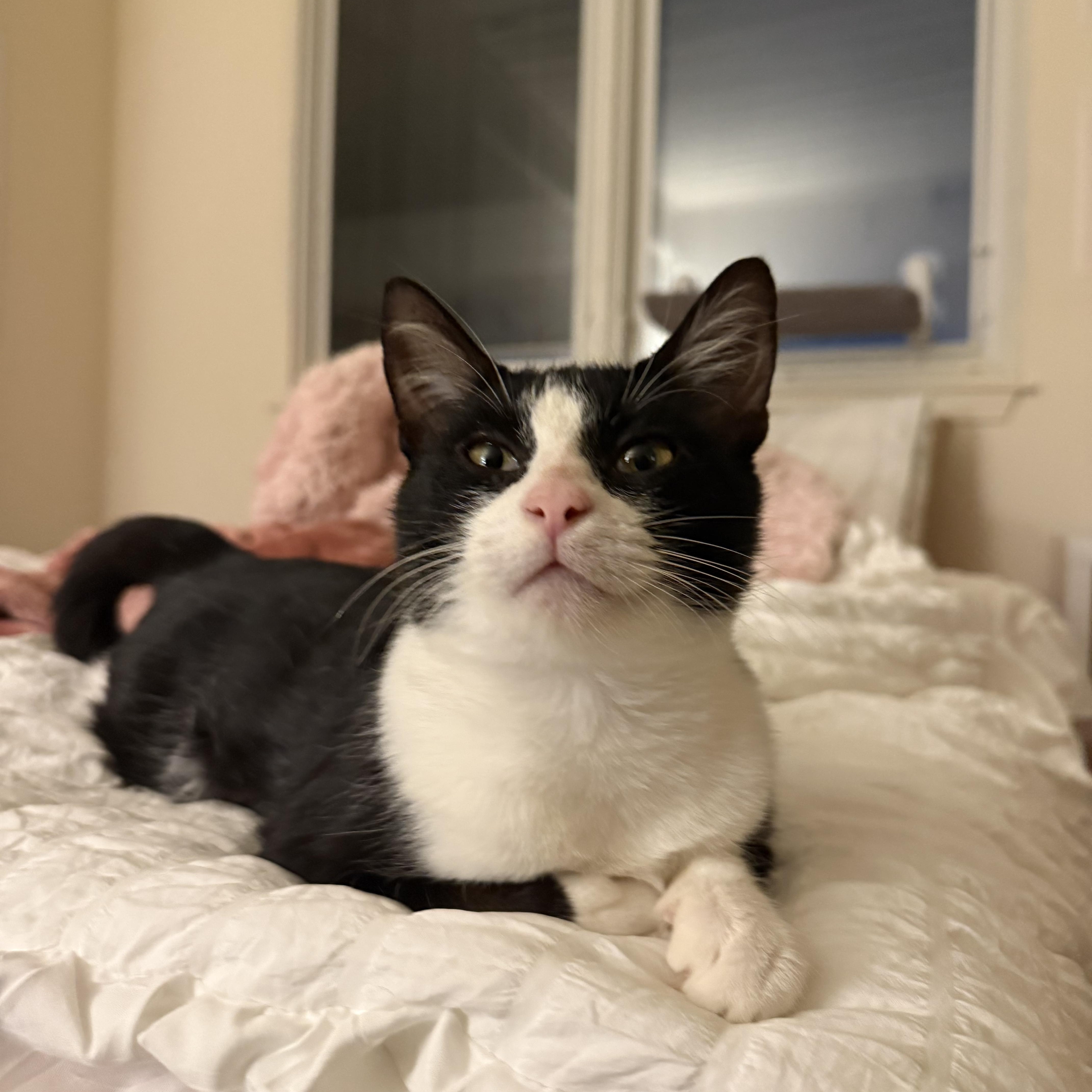 An adult medium-sized female Black & White / Tuxedo Tuxedo cat named Delilah for adoption in Columbia, SC