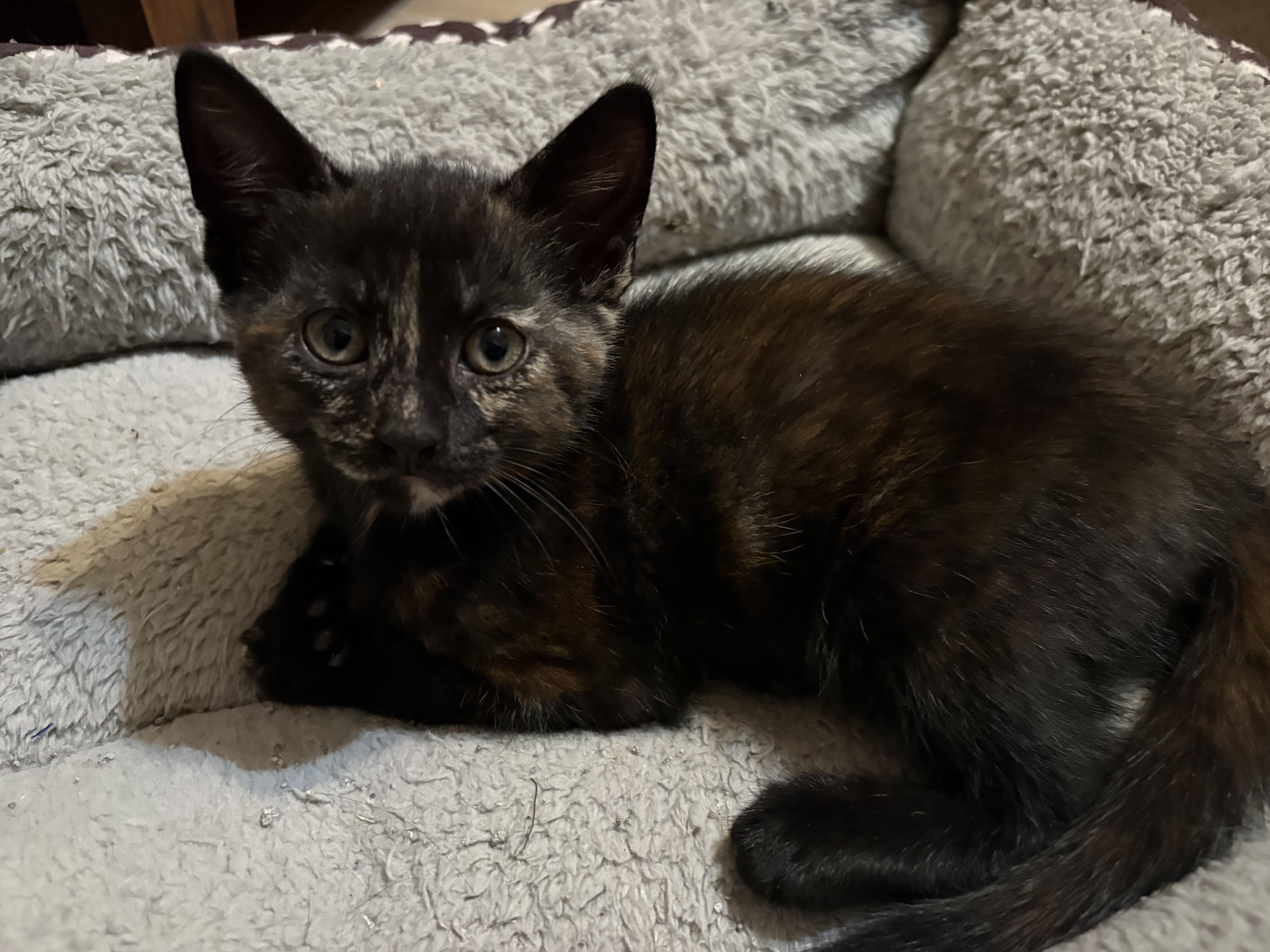 A baby small-sized female Domestic Short Hair cat named Cindy Wilson for adoption in Hershey, PA