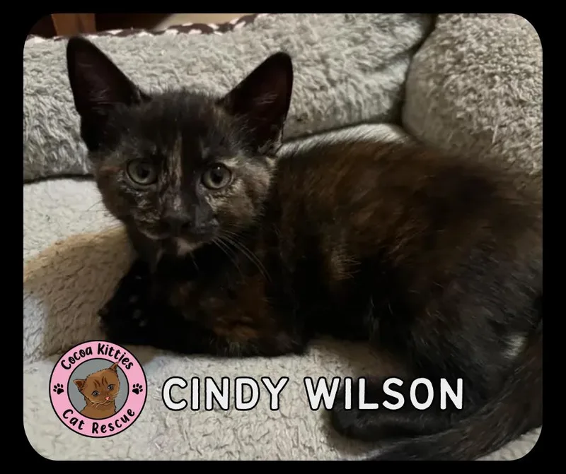 Cindy Wilson thumbnail 3
