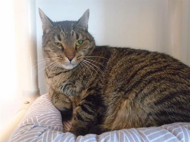 An adult medium-sized male Domestic Short Hair cat named Mac for adoption in Fairfield, CA