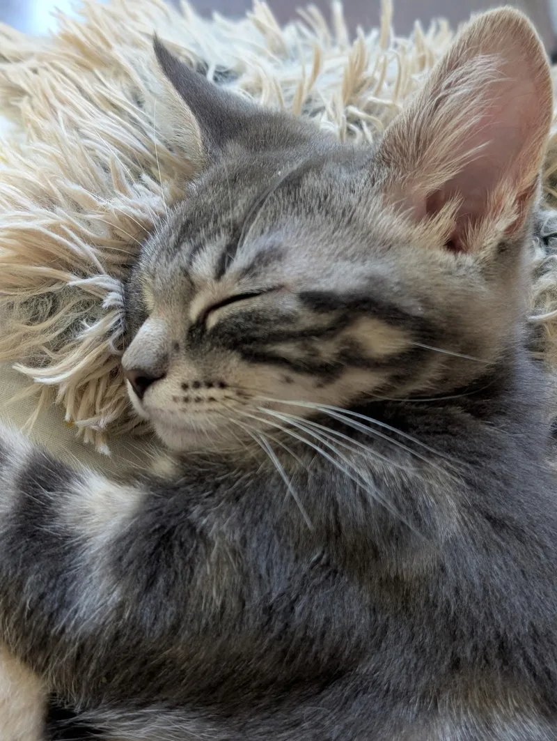 A baby medium-sized female Tabby (Gray / Blue / Silver) Tabby cat named Denali for adoption in Richmond, VA