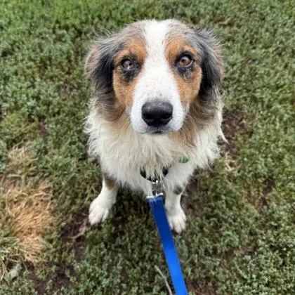 An adult medium-sized female Australian Shepherd dog named Ziggy for adoption in Merriam, KS