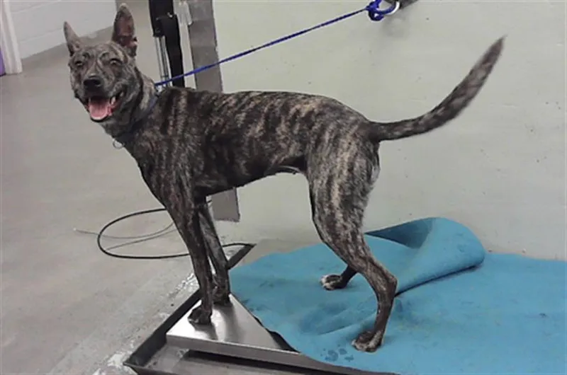 A young medium-sized female Staffordshire Bull Terrier dog named Kelly for adoption in Houston, TX