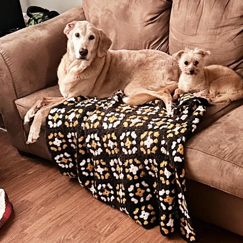 BONDED PAIRHoney & Rodie thumbnail 2