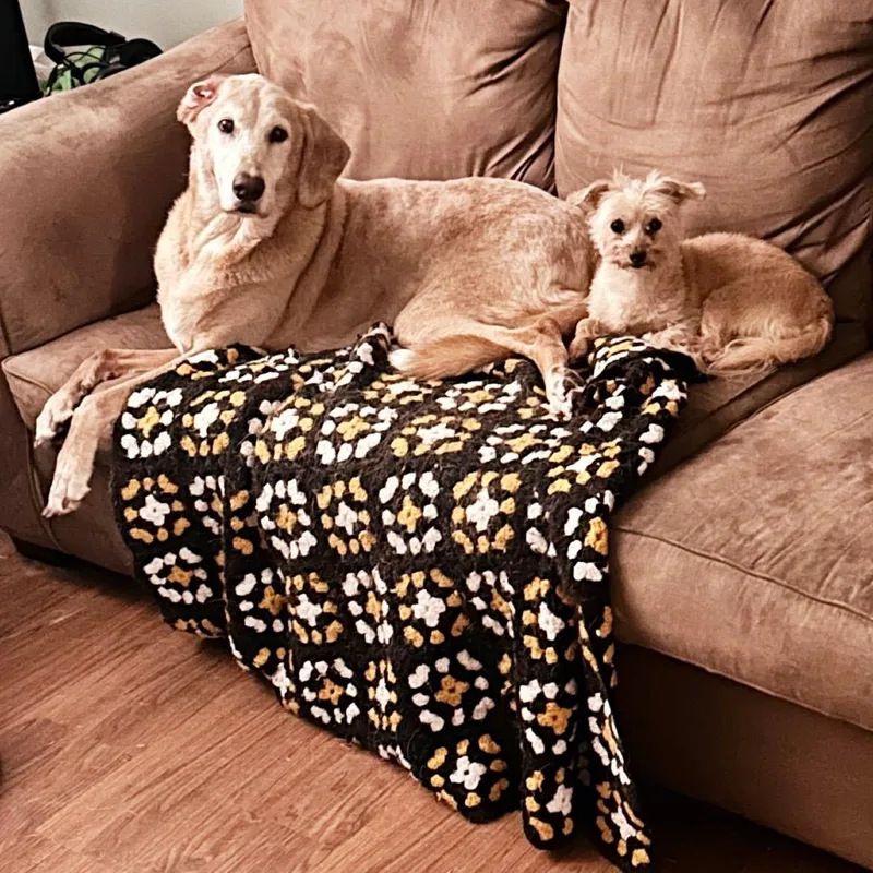 BONDED PAIRHoney & Rodie thumbnail 4