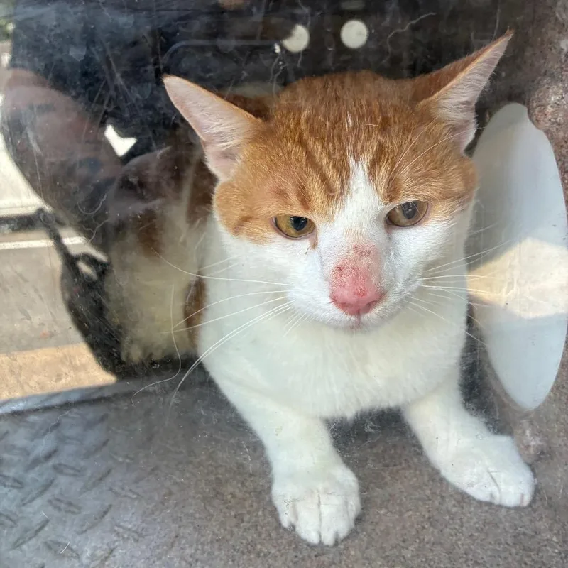 An adult large-sized male Domestic Short Hair cat named Eifel for adoption in Greensboro, NC