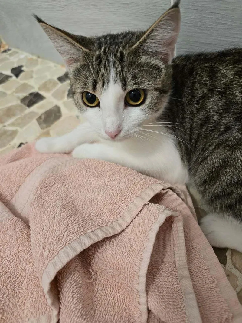 A young medium-sized female Buff & White Domestic Short Hair cat named Happy for adoption in Van Nuys, CA