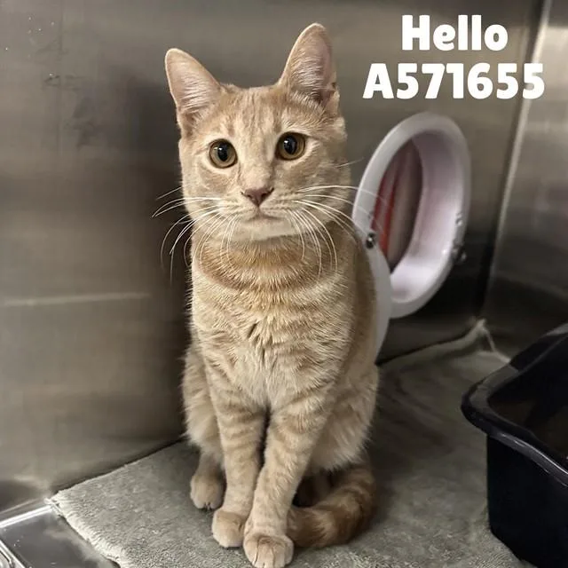 A young small-sized female Domestic Short Hair cat named Hello for adoption in Huntsville, AL