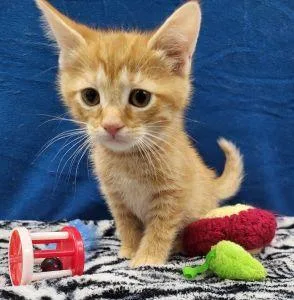 A young medium-sized male Domestic Short Hair cat named Logan for adoption in Bucyrus, OH