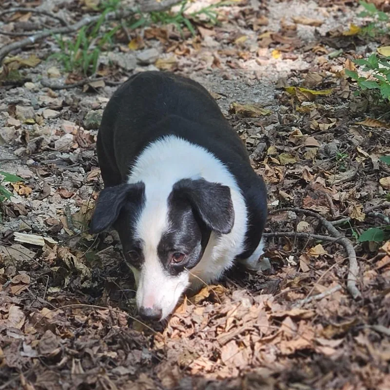 Possum thumbnail 3