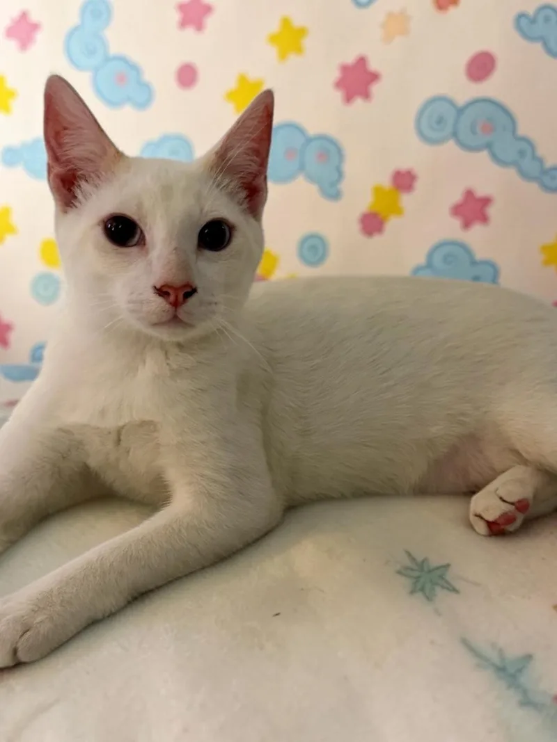 A baby medium-sized male Siamese cat named Cupid for adoption in Austin, TX