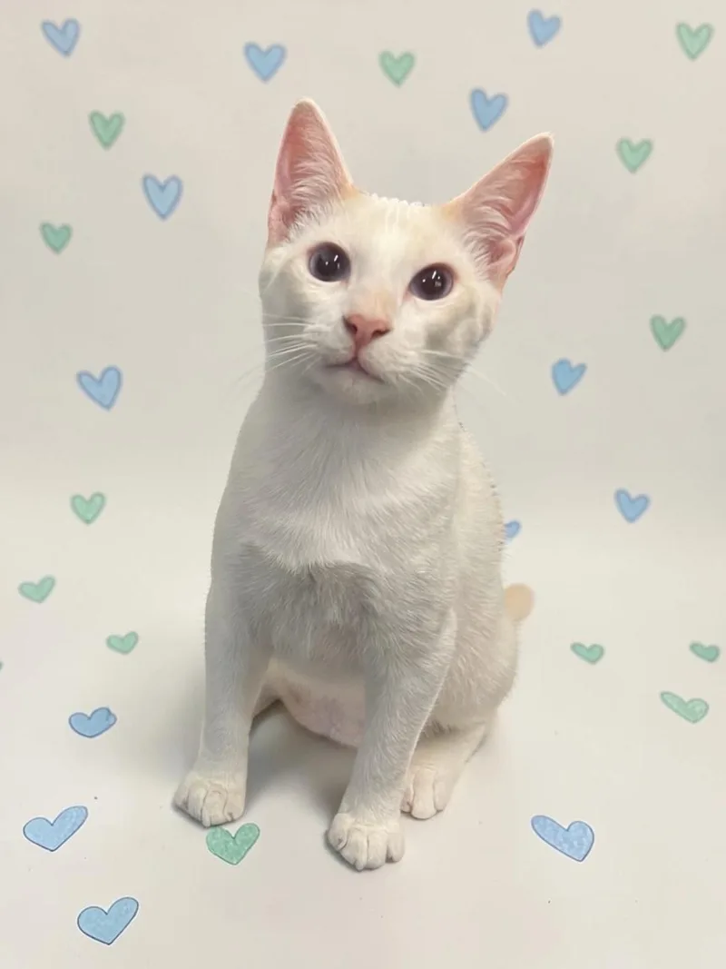 Cupid thumbnail 5