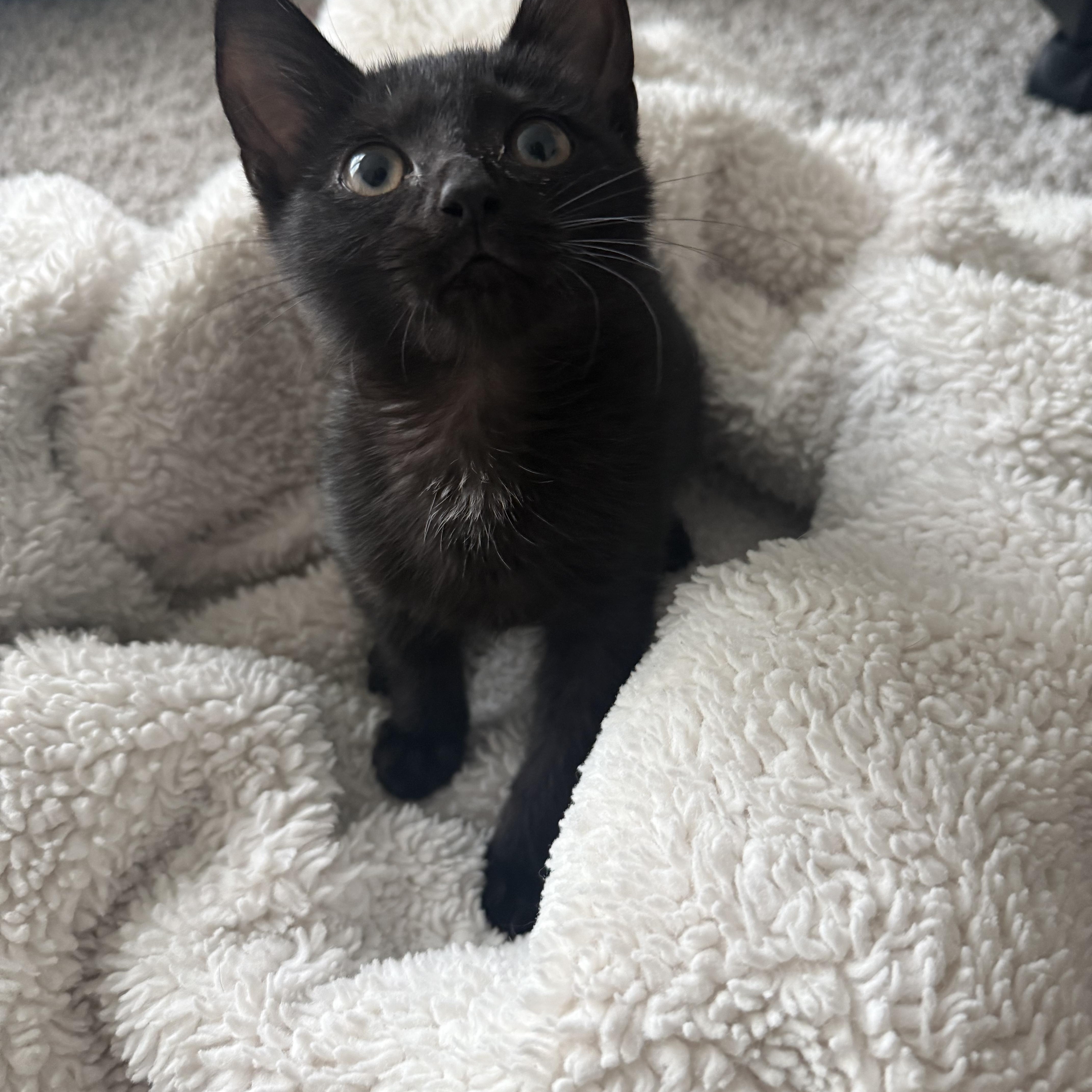 A young medium-sized female Domestic Short Hair cat named Tempest for adoption in Woodstock, GA