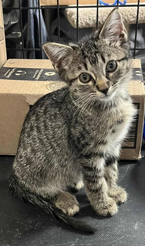 Lacrosse thumbnail 2