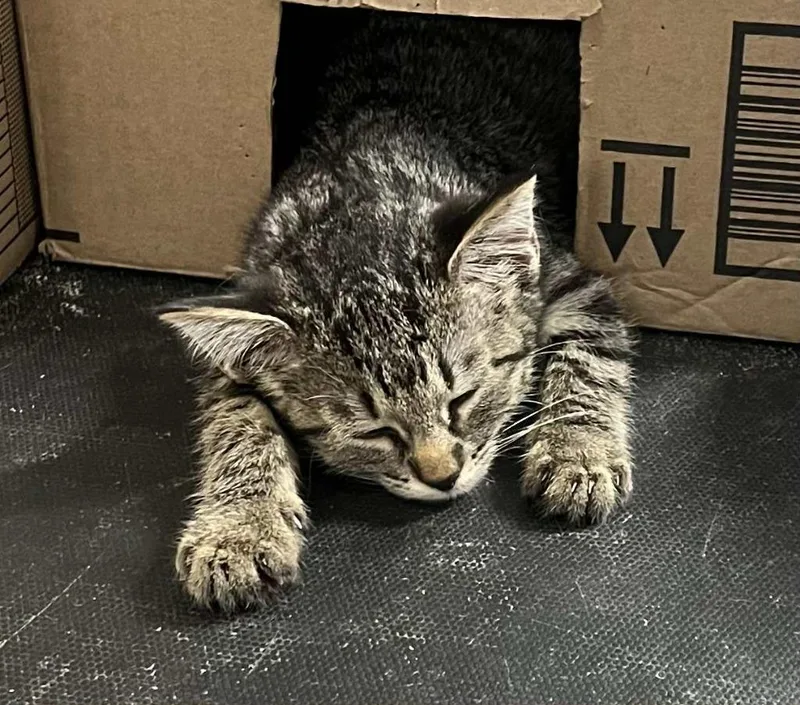 Lacrosse thumbnail 3