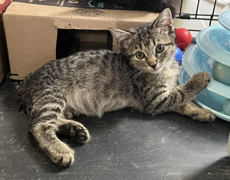 Lacrosse thumbnail 4