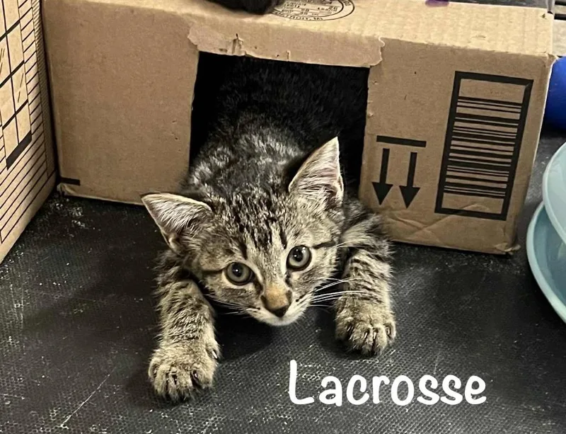 Lacrosse thumbnail 5